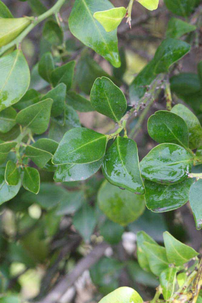            Shade leaves (Riverside, CA)   